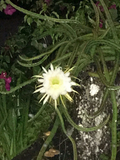 Night Blooming Cereus Rooted Cuttings, Epiphyllum oxypetalum Cactus Plant with Large White Night Flowers Set of 4