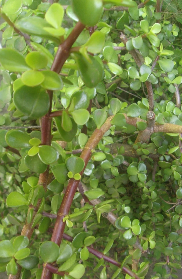 Elephant Bush Succulent Cuttings – 3 Unrooted Portulacaria Afra Cuttings, 5–6 Inch Jade Bush for Propagation