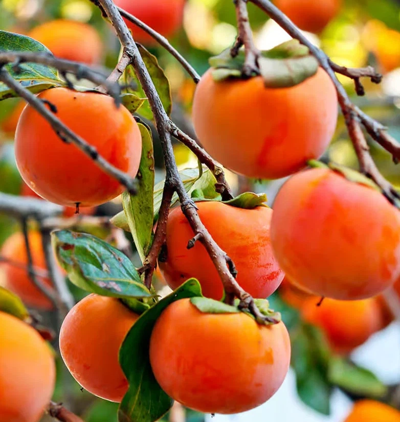 Japanese Fuyu Persimmon Scion Cuttings 6–8 Inch – Fruit Tree Scions for Grafting and Propagation