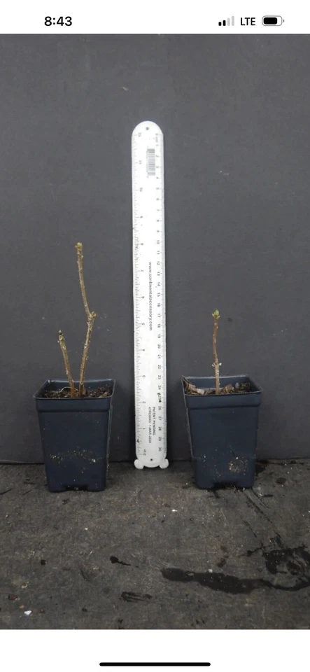 Gibraltar Deciduous Azalea – Rhododendron ‘Gibraltar’ Small Rooted Starter Plant for Garden Planting