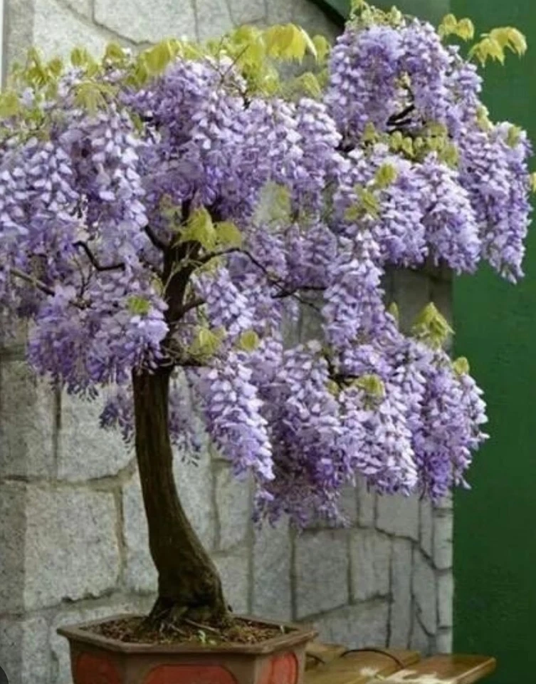 Blue Moon Wisteria Unrooted Cuttings – Wisteria macrostachya Vine, 3 Fresh Cuttings 6–8 Inches Long