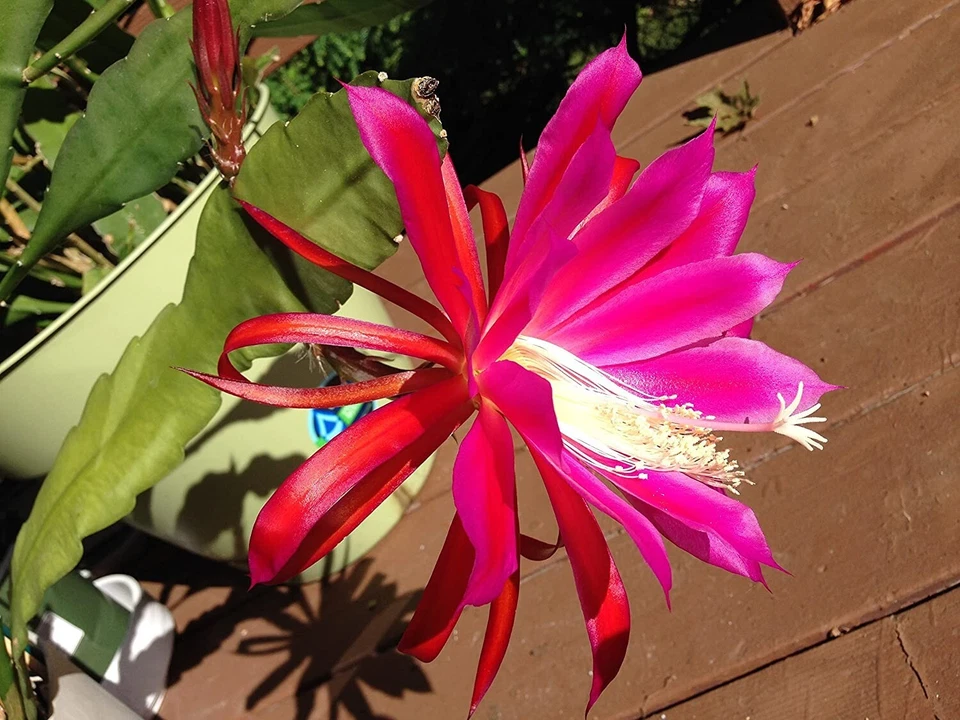 2 Rosy Swirl Epiphyllum Cuttings + Bonus Small Cutting – Orchid Cactus Starter Stems Ready to Root