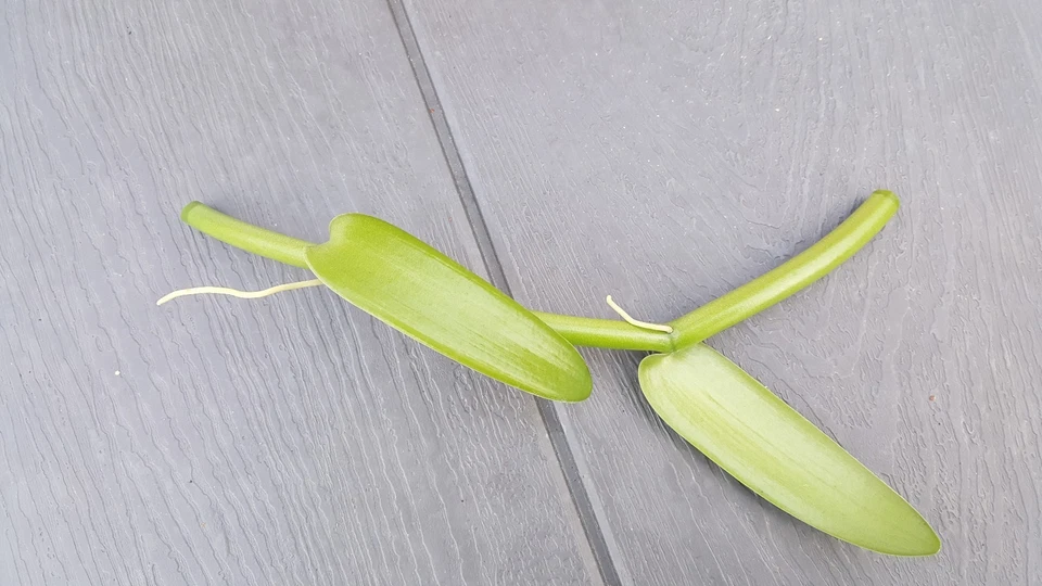 Vanilla Bean Orchid Unrooted Cutting – Vanilla planifolia 12 Inch Live Orchid Vine Cutting for Propagation