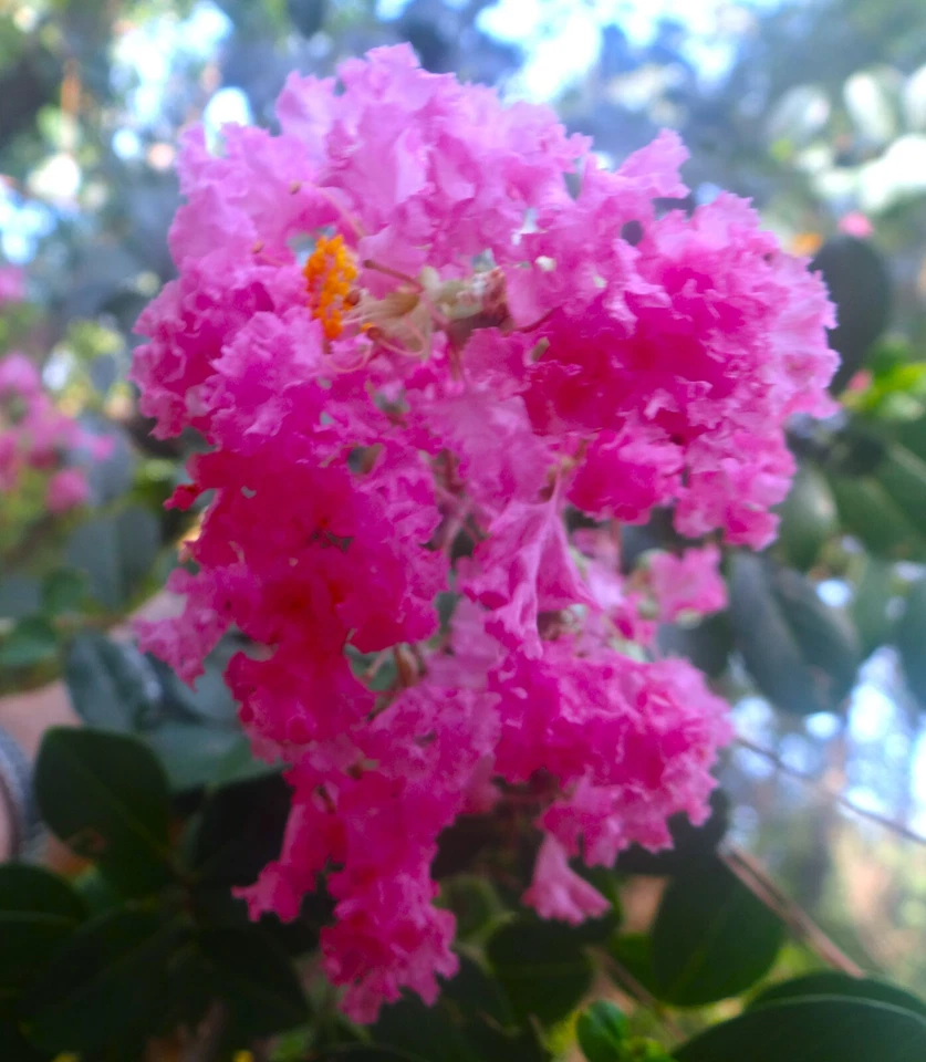 True Pink Crape Myrtle Live Plants – 2 Rooted Lagerstroemia indica Cuttings, Pink Flowering Trees for Planting
