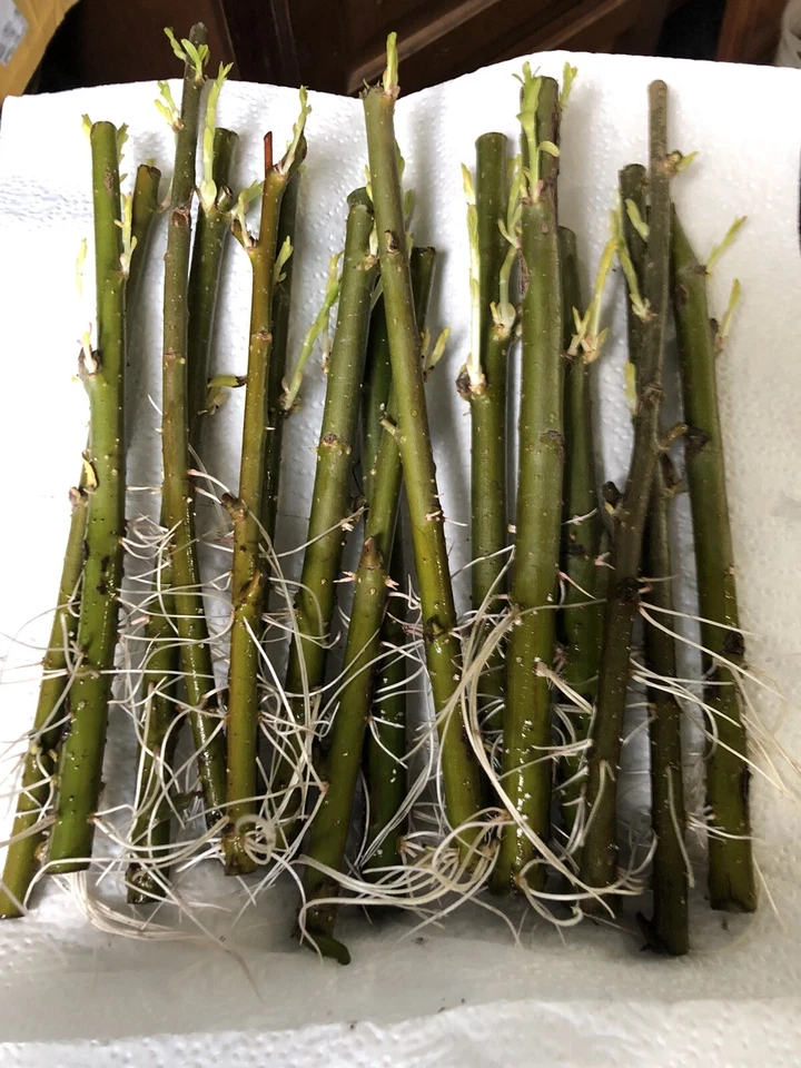 Austree Willow Hybrid Live Cuttings – 60 Salix Tree Stems for Planting, Unrooted Outdoor Willow Cuttings