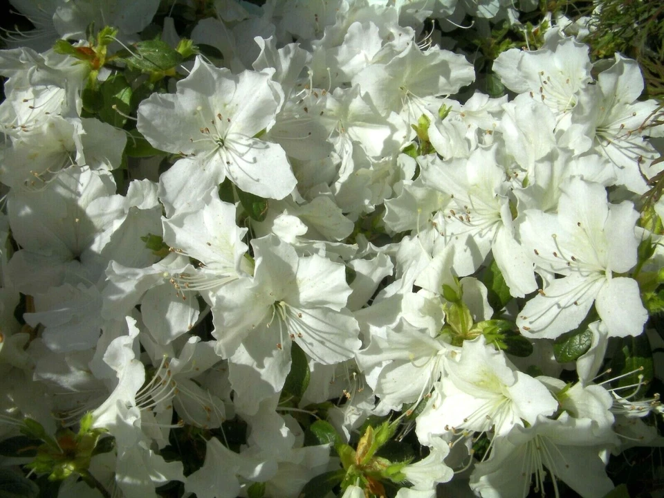 White Azalea Cuttings Unrooted, Rhododendron Azalea Bush Plant for Propagation Set of 7