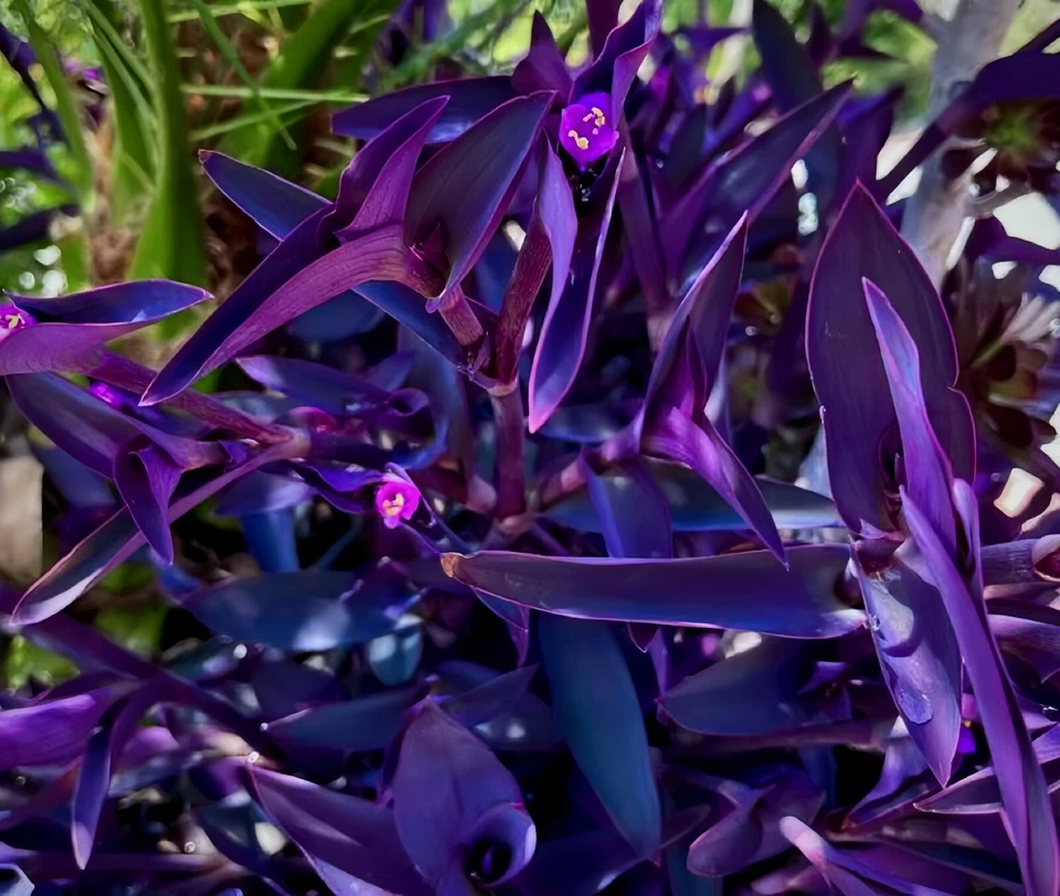 Purple Wandering Jew Live Plants – 15 Tradescantia pallida Purpurea, 4–8 Inch Plants, Purple Trailing Houseplant