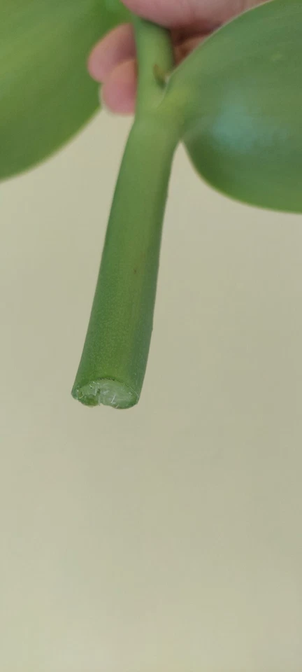 Vanilla Bean Orchid Cutting – Vanilla planifolia Live Vine with Aerial Roots, Unrooted Tropical Orchid Plant