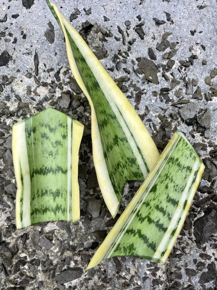 Sansevieria Laurentii Leaf Cuttings – 4 Variegated Snake Plant Starter Cuttings Hawaii Grown