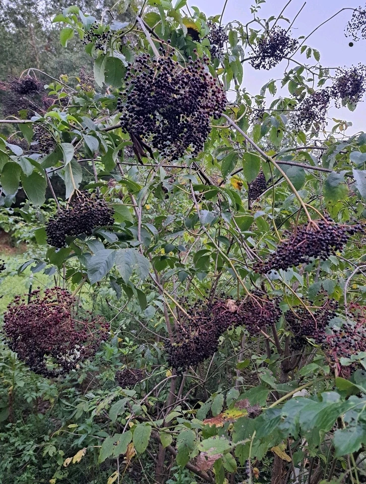American Elderberry Plants – 2 Live Rooted Sambucus Canadensis Starts, Fast-Growing Fruit Bushes for Garden and Landscape