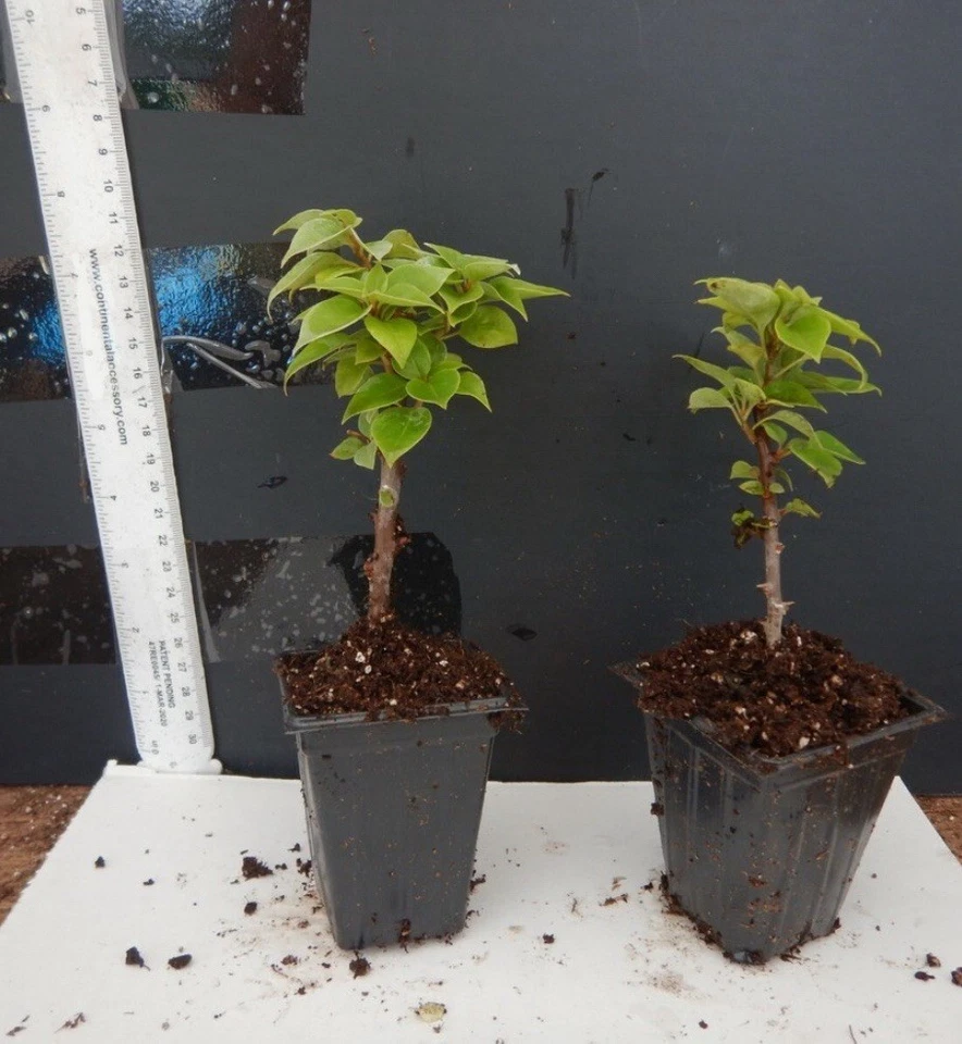 Torch Glow Bougainvillea Starter Plant, Small Rooted Live Plant for Outdoor or Patio Growing, Vibrant Flowering Vine