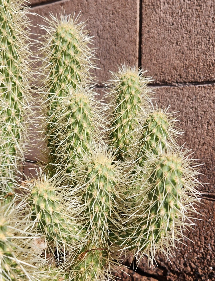 Teddy Bear Cholla Cactus Cutting – 1 Segment Cylindropuntia Bigelovii, Desert Cactus for Propagation