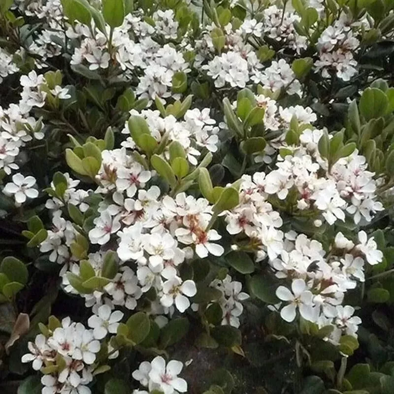 Yeddo Hawthorn Cuttings for Planting – 5 Unrooted Crataegus pinnatifida Cuttings for Rooting or Grafting