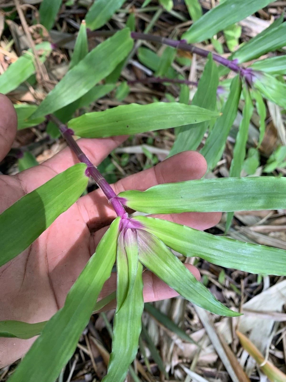 Tradescantia Zebrina Cuttings – 5 Live 4–6" Stems, Purple Green Trailing Houseplant for Pots, Hanging Baskets & Indoor Displays