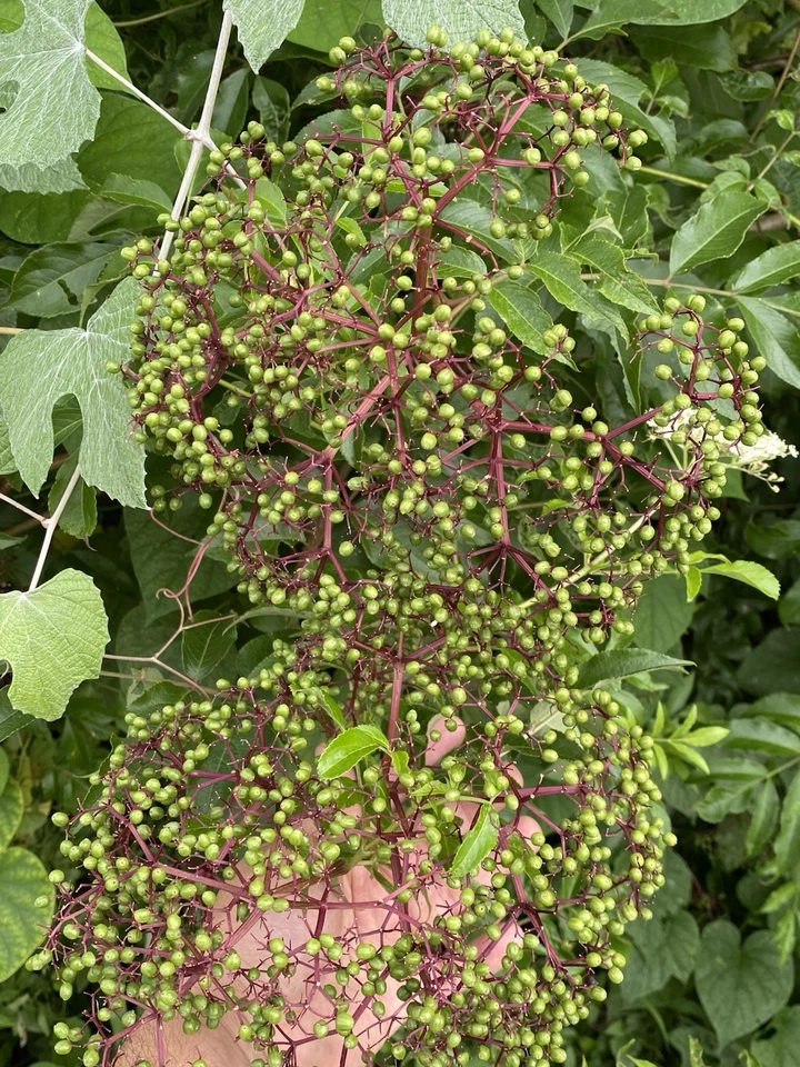 American Elderberry Cuttings – 6 Live Organic Sambucus canadensis Stems for Rooting – Wild Native Shrub Starter