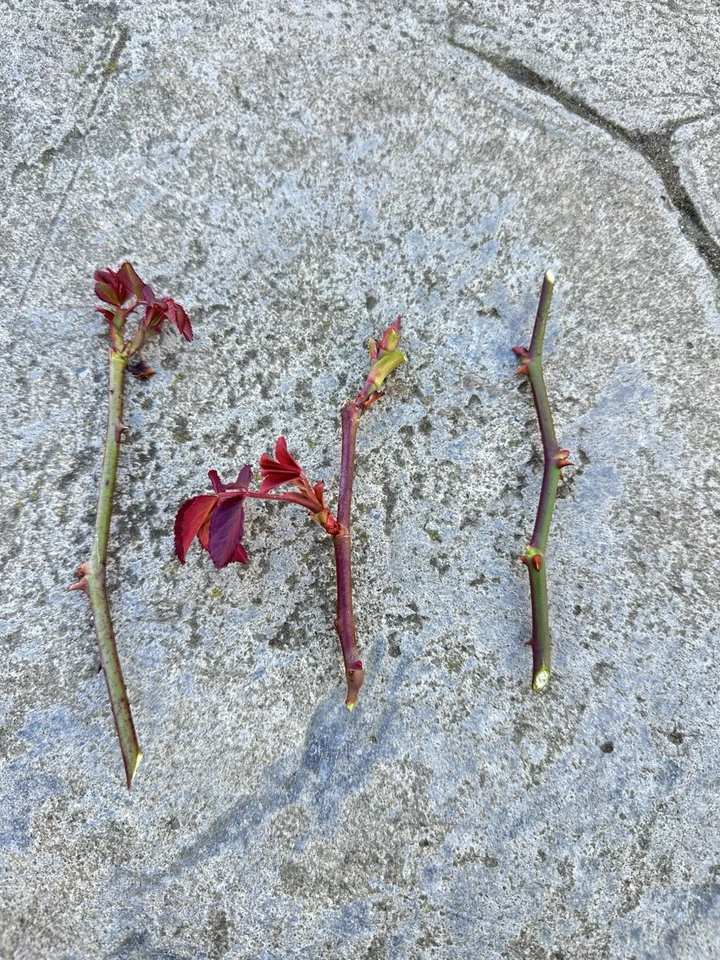 Olivia Rose Stem Cuttings – 5 Fresh Unrooted Rose Plant Cuttings for Rooting & Garden Propagation