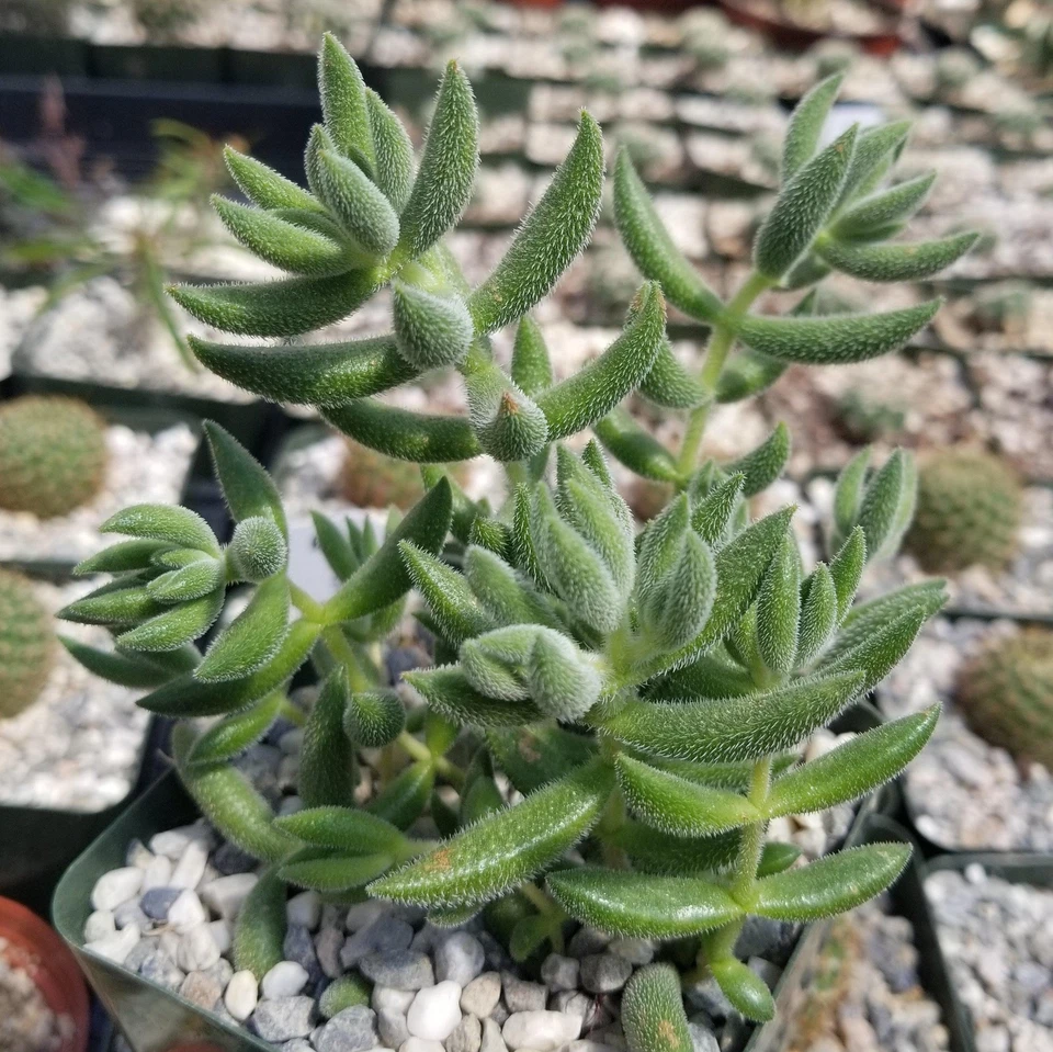 Crassula mesembryanthemoides ‘Hispida’ – Live Succulent in 2" Pot | Frosty Textured Cactus-Like Plant