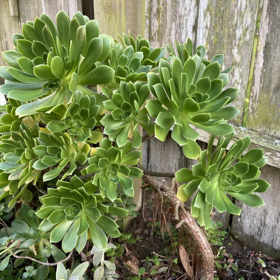 Green Aeonium Succulent Cuttings – 20 Fresh Live Cuts for Rooting and Propagation