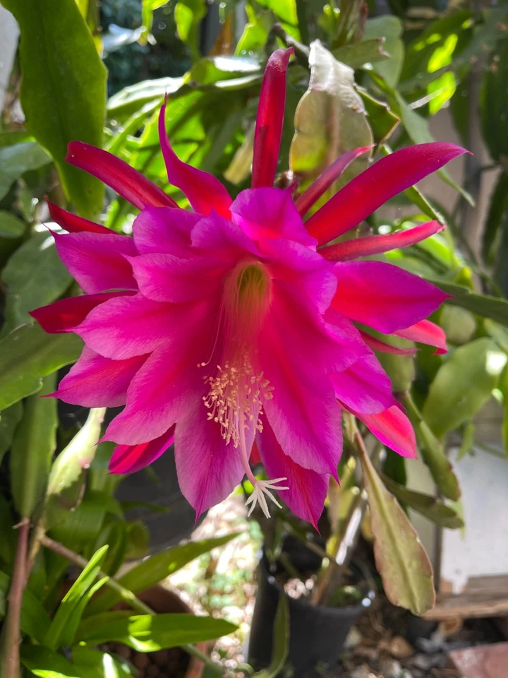 Epiphyllum Orchid Cactus Cutting – “Midnight Purple” – Epiphyllum Hybrid Segment for Rooting & Indoor Growing