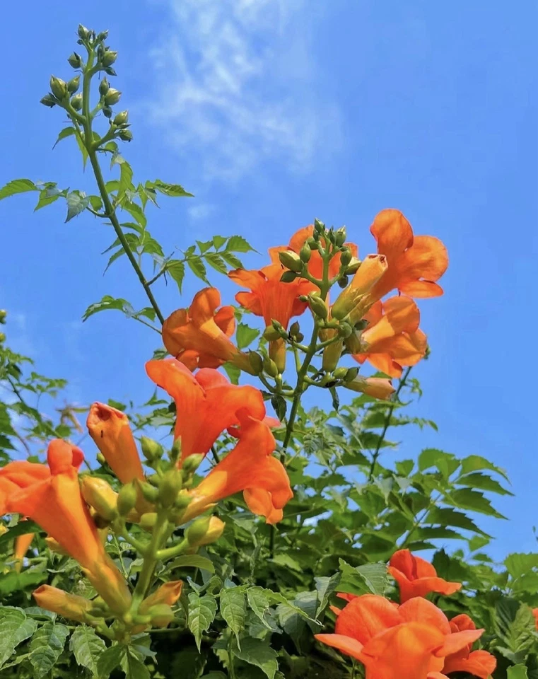 Orange Cape Honeysuckle Cutting – 8 Inch Fresh Cutting, Tecoma capensis Climbing Shrub, Perennial Ornamental Plant