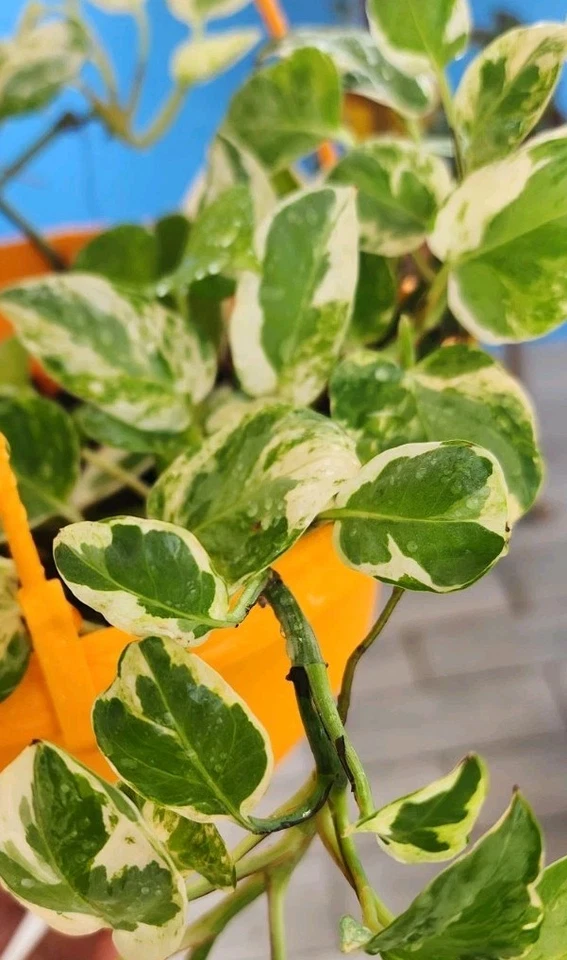 N’Joy Pothos Rooted Cuttings – 3 Live Variegated Epipremnum Aureum Plants for Indoor Houseplant Decor