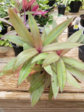 Tradescantia Spathacea Sitara’s Gold Cuttings Live Wandering Jew Houseplant