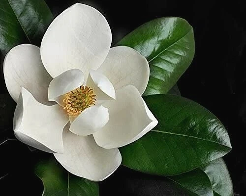 Southern Magnolia Tree Cuttings Set of 8 Magnolia Grandiflora Unrooted Cuttings for Rooting or Grafting