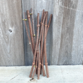 Adams American Elderberry Cuttings – 8 Fresh Sambucus canadensis Cuttings, 8–10 Inch Unrooted