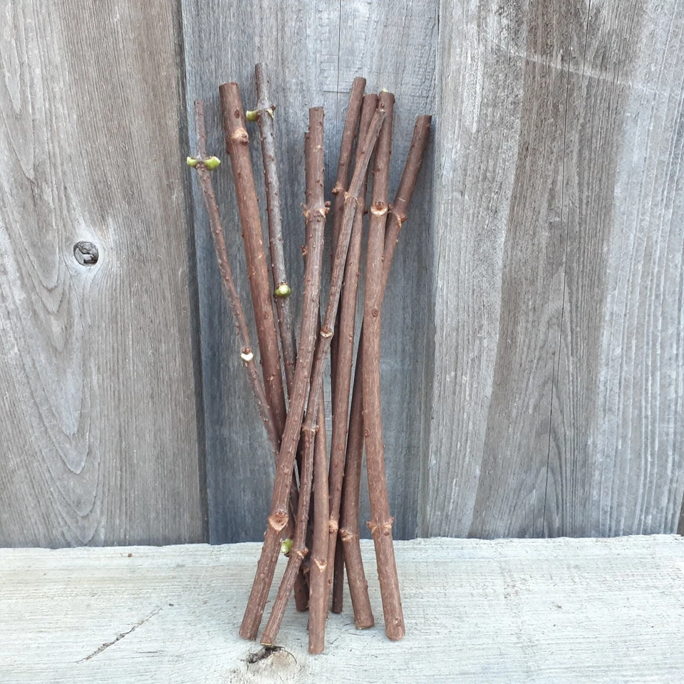 Adams American Elderberry Cuttings – 8 Fresh Sambucus canadensis Cuttings, 8–10 Inch Unrooted
