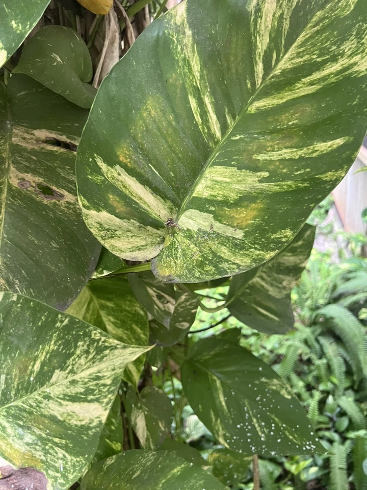 Golden Pothos Cuttings – 5 Fresh Unrooted Cuttings, Epipremnum Aureum Houseplant for Propagation