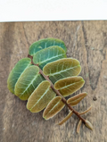 Marcgravia sp Mendez Cutting – 10 Leaf Live Terrarium Plant, Tropical Shingling Vine for Vivarium Growing