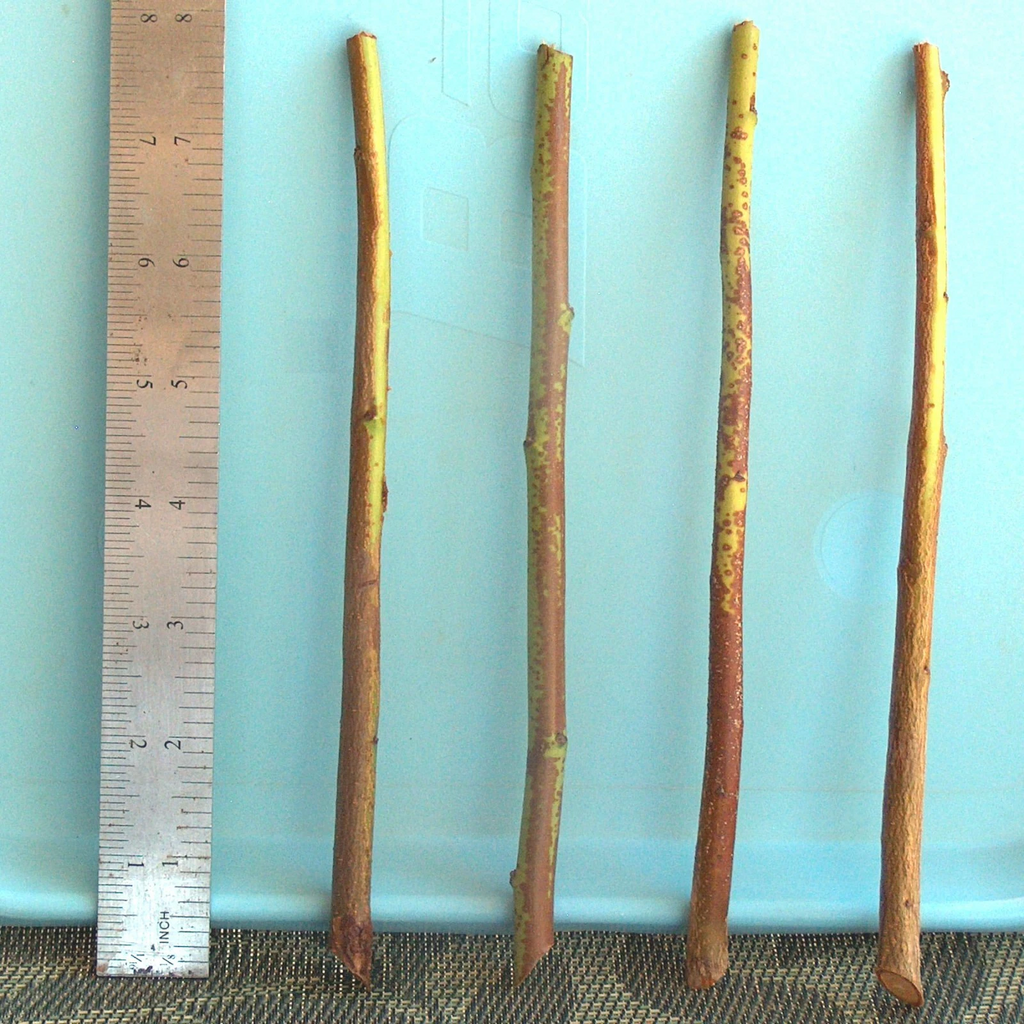 Plum Tree Rootstock Cuttings – 10 Semi-Dwarf Unrooted Rootstock Cuttings for Scionwood Grafting