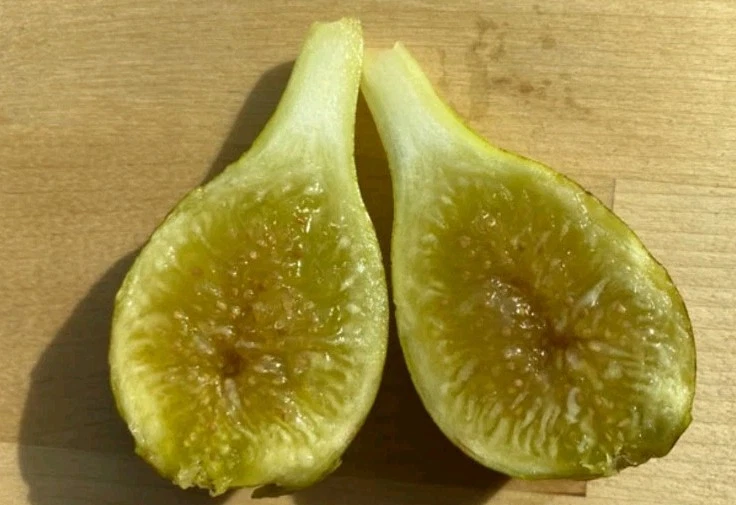 LSU Champagne Fig Cutting Cold Hardy Variety, Fresh Fig Tree Cutting for Rooting and Home Orchard Growing