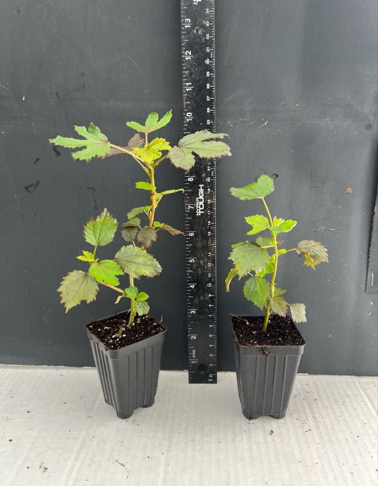 Mahogany Splendor Red Leaf Hibiscus – Small Rooted Starter Plant – Hardy Ornamental Hibiscus