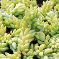 Burro’s Tail Succulent Cuttings – 3 Live Sedum morganianum Unrooted Cuttings for Propagation