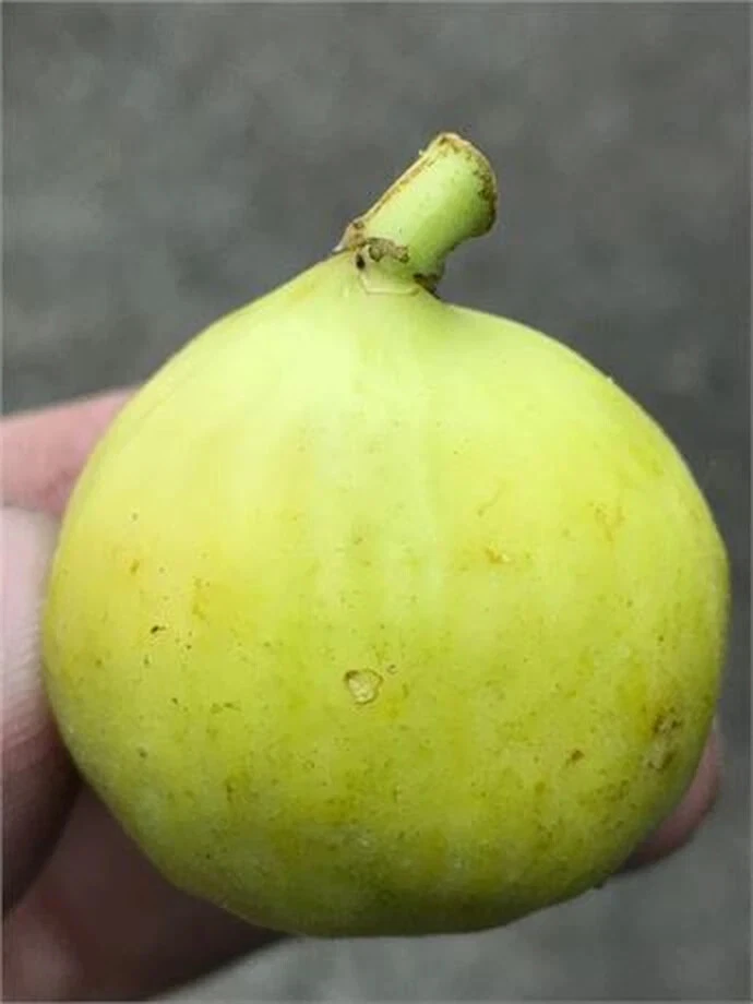 White Marseilles Fig Unrooted Cutting – Ficus carica Cultivar, 3+ Nodes, 8 Inch Fig Tree Cutting for Propagation