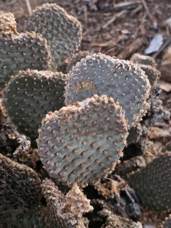 Beavertail Cactus Pads – 5 Live Opuntia basilaris Pads, 3–5” Each, Hardy Desert Succulent for Xeriscape, Rock Gardens & Containers