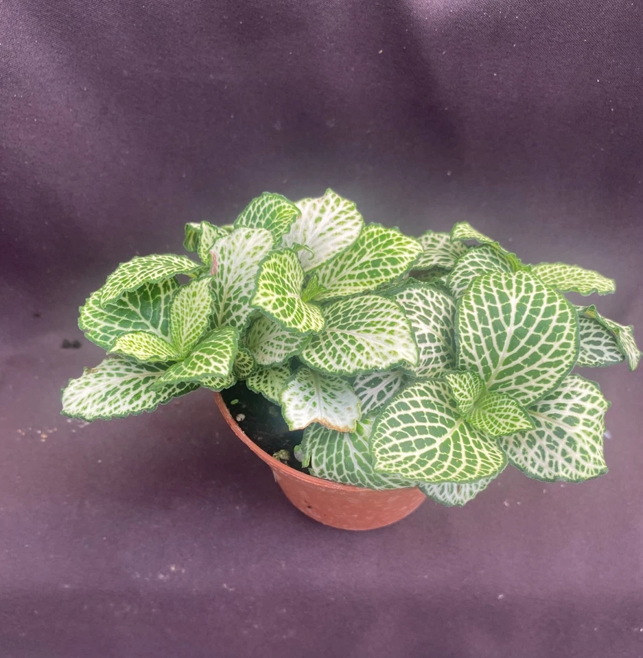 Fittonia ‘Purple Snow Anne’ Live Plant – Rooted Nerve Plant in 3 Inch Pot