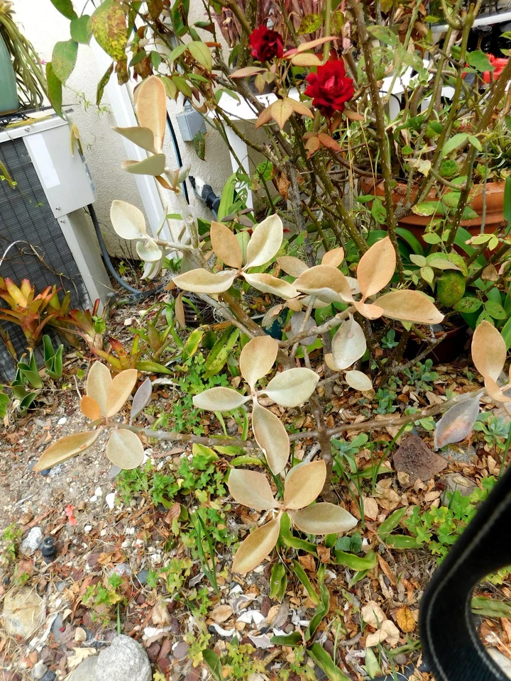 Copper Spoons Kalanchoe Cuttings – Large Unrooted Kalanchoe Orgyalis Succulent Cuttings for Propagation