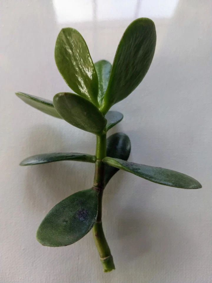 Jade Plant Cuttings Unrooted, Crassula ovata Succulent Cuttings for Propagation Indoor Plant Set of 3