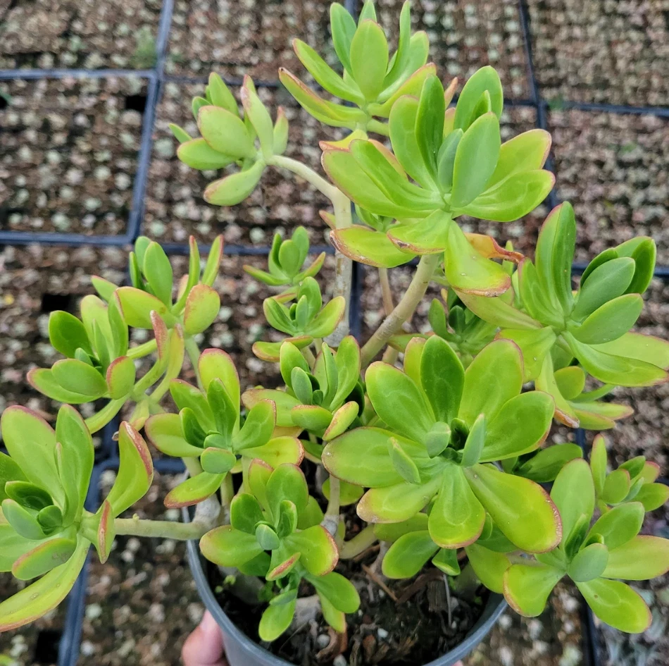 Sedum praealtum Green Apple Snap Succulent – Live 2" Plant for Pots, Rock Gardens, Terrariums, and Indoor/Outdoor Decor