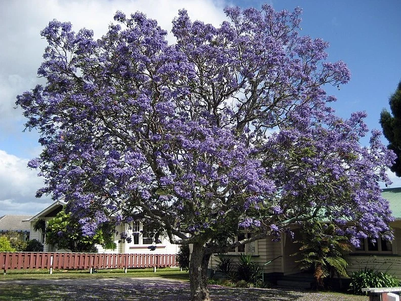 Blue Jacaranda Tree – Live Jacaranda mimosifolia Plant, 6–8 Inch Starter Tree for Outdoor Growing