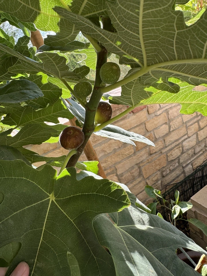 Little Ruby Fig Cutting – 1 Fresh Unrooted Ficus carica Stem for Propagation – Compact Dwarf Fig Variety
