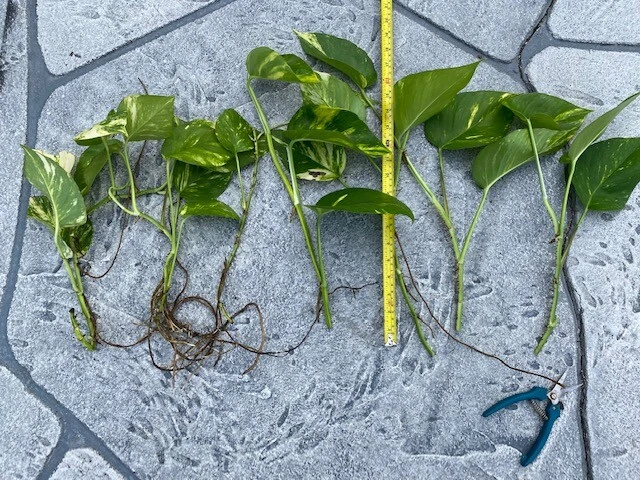 Variegated Giant Golden Queen Pothos Cuttings – 6 Epipremnum aureum Live Unrooted Cuttings, Trailing Houseplant