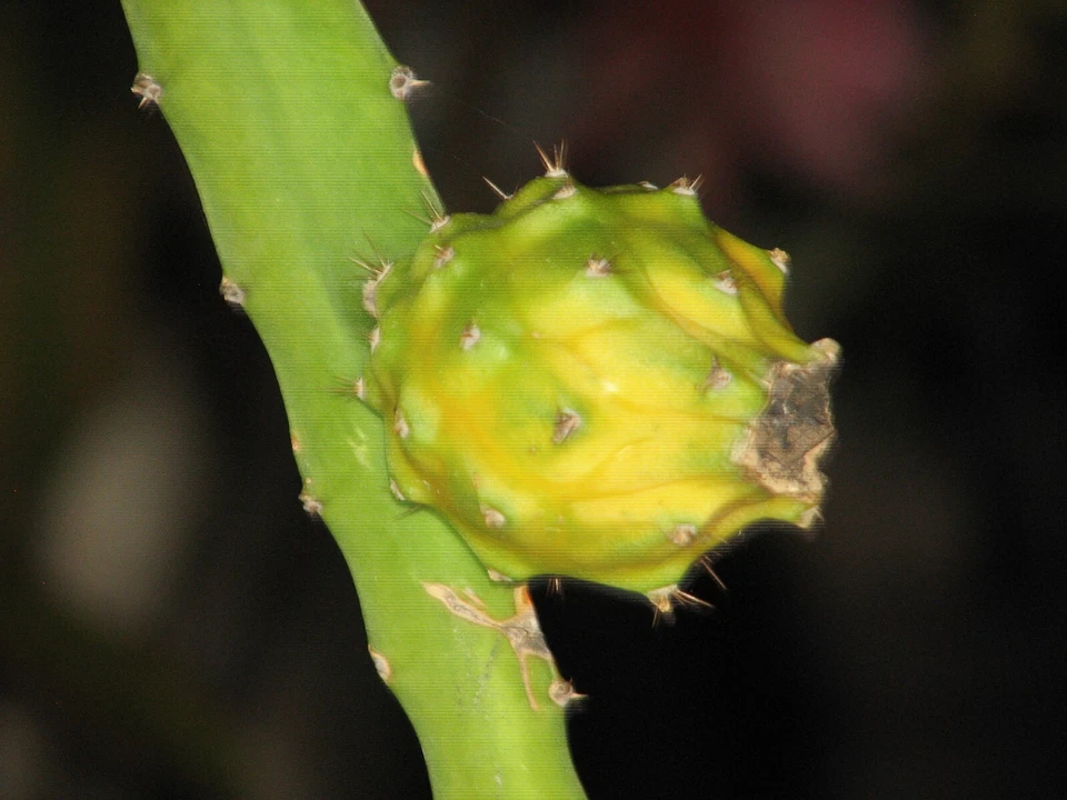 Yellow Skin Dragon Fruit Cutting – Epiphyllum Type Cactus – Fresh Unrooted Cutting Ready to Plant