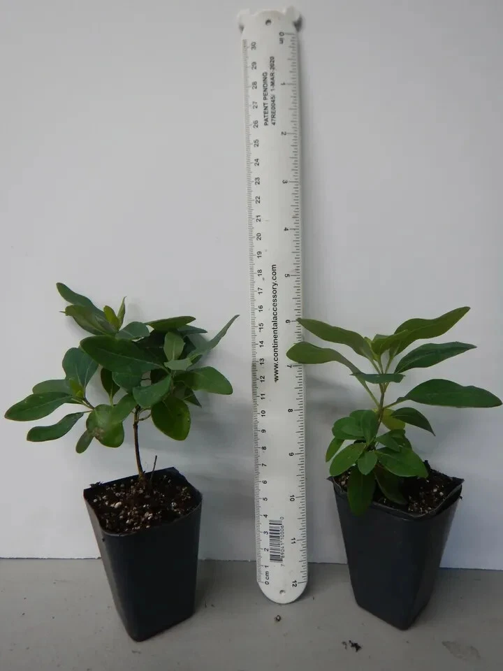 Peaches and Cream Honeysuckle Rooted Plant – Lonicera periclymenum Variegated Vine Starter for Garden
