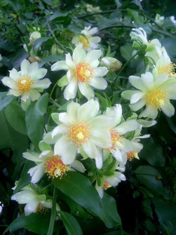 Variegated Pereskia Aculeata ‘Gold’ – Rare 4" Pot Cactus Vine, Live Variegata Plant with Bright Foliage