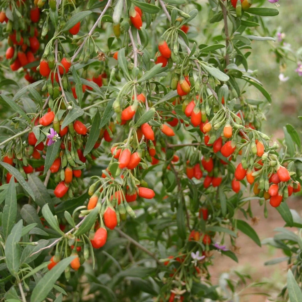 Goji Berry Live Plant Cuttings with Pot – Rooted Lycium Barbarum Starter Plant Ready to Plant