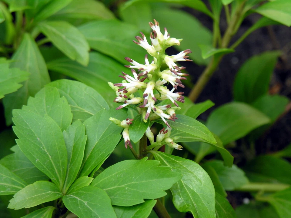 Allegheny Spurge Rooted Cuttings – 5 Pachysandra procumbens Native Ground Cover Plants for Shade Gardens