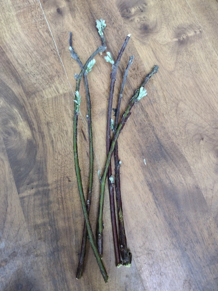 Blue Moon Wisteria Cuttings – 5 Fresh Unrooted 6–8 Inch Cuttings, Wisteria Macrostachya Vine for Propagation